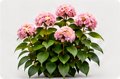 粉色绣球素材占位